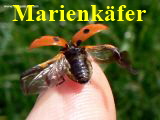 Marienkäfer Abflug 2.jpg 160x120