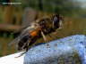 Biene groß