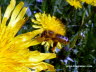 Biene im Flug   Photo Dragomae