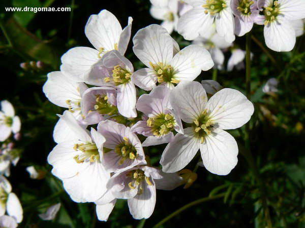 Blüten Weiß