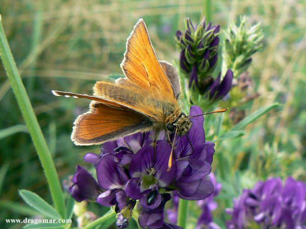 Dickköpfchen Schmetterling auf Blüte Photo-Dragomae