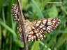 Gitterspanner  Schmetterling Photo-Dragomae