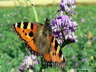 Großer Fuchs Schmetterling Photo-Dragomae
