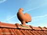 Hahn auf dem Dach Photo-Dragomae