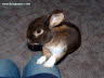 Hase Sweet Rabbit Photo Dragomae