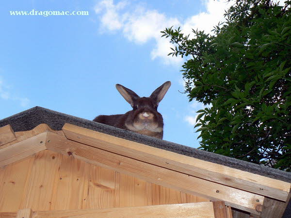 Hase auf dem Dach Bild 1 Photo-Dragomae