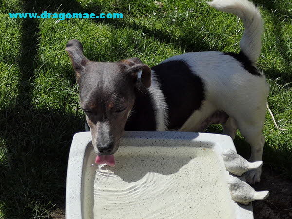 Jack Russel Terrier trinkt Wasser