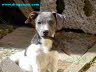 Jack Russell Terrier 8