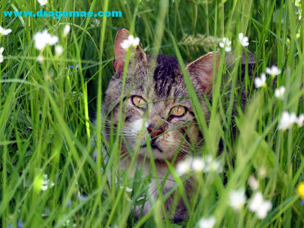 Katze im Gras Foto Dragomae