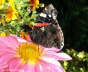 Pfauenauge rosa Blüte Photo-Dragomae