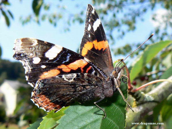 Schmetterling Admiral auf Kirschblatt Photo-Dragomae