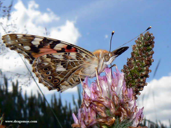 Schmetterling  Distelfalter Kleeblüte Photo-Dragomae