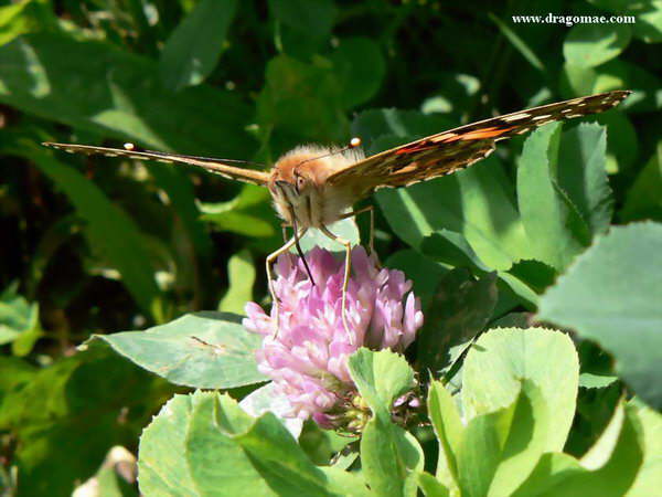 Schmetterling  Distelfalter auf Kleeblte Photo Dragomae