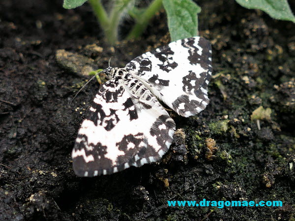 Speerspanner Schmetterling Foto Dragomae