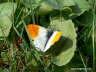 Aurorafalter Schmetterling  Photo-Dragomae