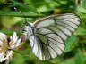 Baumnymphe Schmetterling  Photo Dragomae