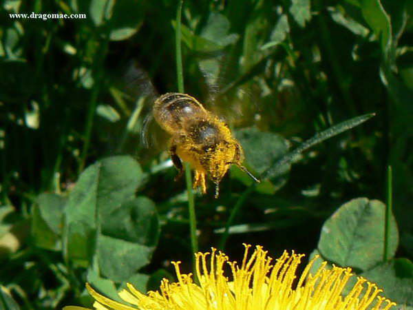 Biene Anflug