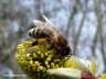 Biene auf Palmkätzchen B