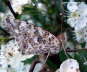 Distelfalter in Blüten Photo-Dragomae