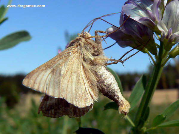 Eulenfalter Schmetterling Photo Dragomae