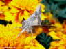 Eulenfalter auf Blüte Photo Dragomae