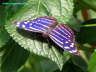 Fleck Schillerfalter Schmetterling Photo Dragomae