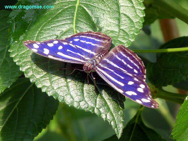 Fleck Schillerfalter Schmetterling Photo Dragomae