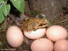 Frosch auf Eier Photo Dragomae