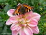 Großer Fuchs Schmetterling auf rosa Blüte Photo-Dragomae