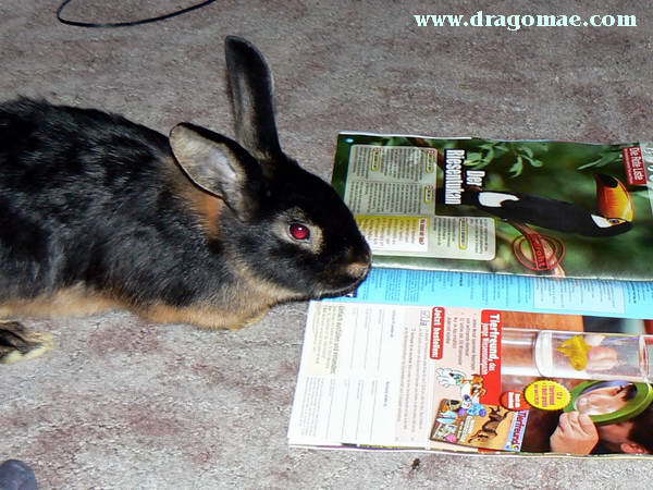 Hase liest Zeitschrift