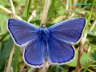 Himmelblauer Bluling Photo Dragomae