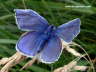 Himmelblauer Bluling Schmetterling Photo Dragomae