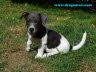 Jack Russell Terrier 3