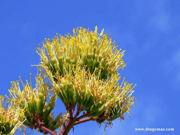 Kaktusblte ( Avgabe )