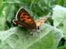 Kleiner Feuerfalter Schmetterling Butterfly  Photo Dragomae