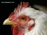 Kopf einer Henne Photo-Dragomae