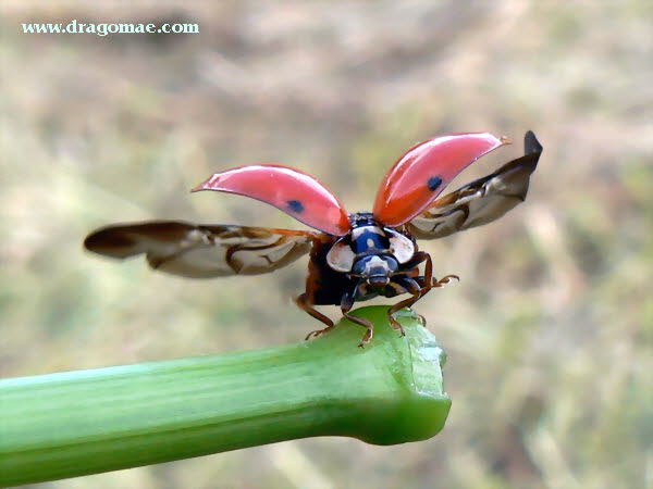 Marienkfer Abflug Photo Dragomae