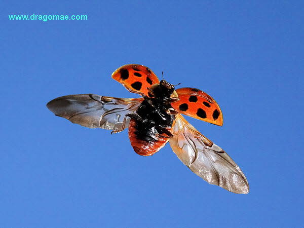 Marienkfer im Anflug Foto Dragomae