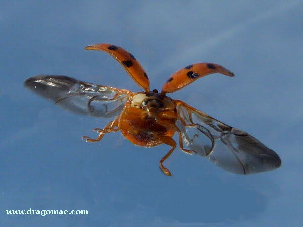 Marienkfer im Flug Bild 1 Lady Bird Photo Dragomae