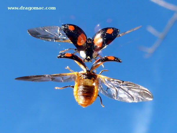 Marienkfer im Flug mit Spiegelung