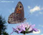 Ochsenauge Schmetterling auf Lila Blume Photo Dragomae