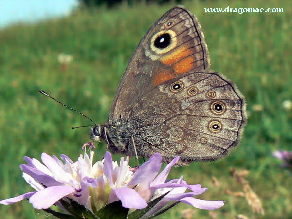 Ochsenauge auf Blume Photo Dragomae