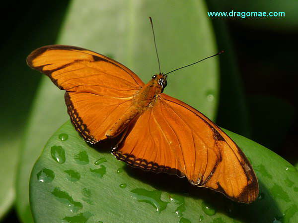 Oranger Schmetterling Julia Photo Dragomae