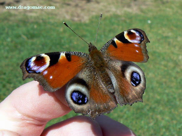 Pfauenauge auf Finger Photo-Dragomae