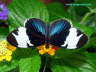 Sara longwing butterfly Black white Blue Foto dragomae