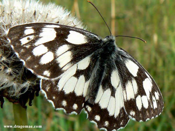 Schachbrett Schmetterling Photo-Dragomae