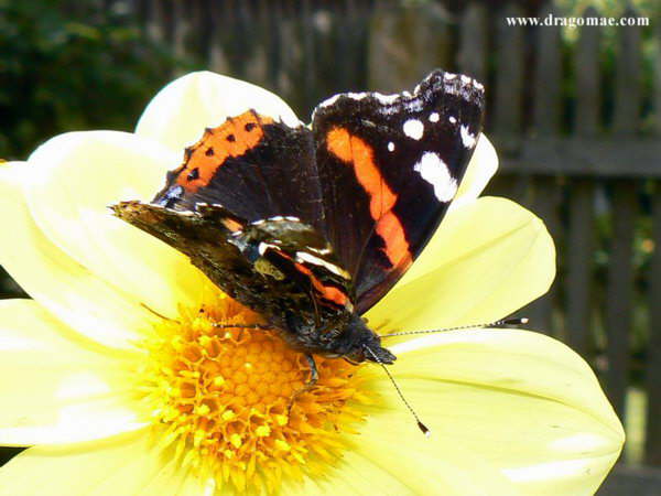 Schmetterling Admiral Photo-Dragomae