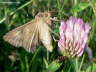 Schmetterling Eulenfalter Photo Dragomae