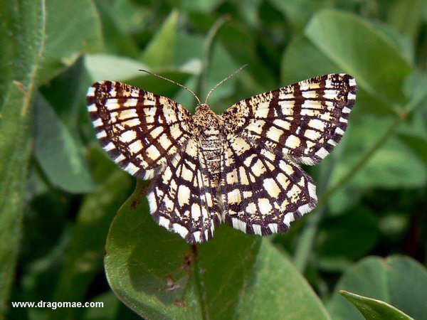 Schmetterling Gitterspanner Photo-Dragomae