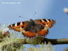 Schmetterling Kleiner Fuchs  Photo Dragomae